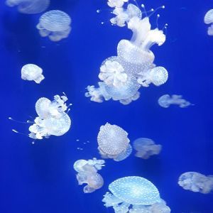 Meet your Posher, Cheri